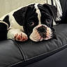 Buzz participe au concours pour gagner de l'argent avec cette photo : puppy, dog, black_and_white, close_up, leather_couch, pet, paw, cute, resting, indoor, canine, young_dog, portrait, animal, fur, snout, ears, looking, soft, domestic