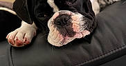 Buzz a rejoint le concours — aidez-le/la à gagner de superbes lots ! puppy, dog, black_and_white, resting, sleepy, leather, close_up, pet, cute, indoor, fur, paw, face, animal, canine, relaxed, adorable, young_dog, snout, wrinkles