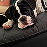 adorable, animal, black_and_white, canine, close_up, cute, dog, face, fur, indoor, leather, paw, pet, puppy, relaxed, resting, sleepy, snout, wrinkles, young_dog