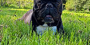 Doogy a rejoint le concours — aidez-le/la à gagner de superbes lots ! dog, french_bulldog, grass, outdoor, nature, blue_sky, trees, pet, animal, canine, sunlight, greenery, flora, tongue_out, cute, lying_down, summer, daylight, close_up, park