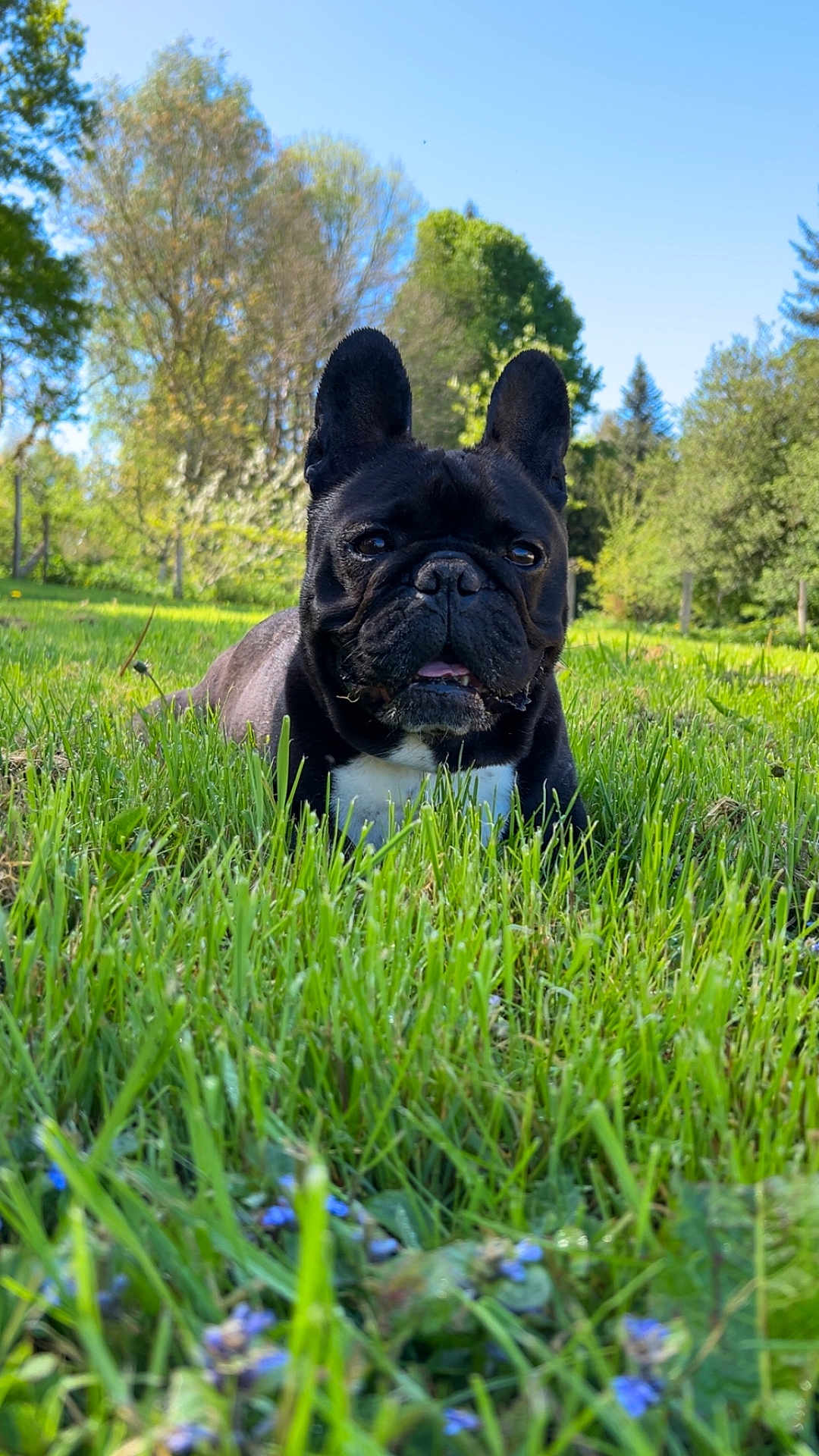 Doogy a rejoint le concours — aidez-le/la à gagner de superbes lots ! dog, french_bulldog, grass, outdoor, nature, blue_sky, trees, pet, animal, canine, sunlight, greenery, flora, tongue_out, cute, lying_down, summer, daylight, close_up, park
