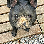 Doogy participe au concours pour gagner de l'argent avec cette photo : animal, black_dog, canine, close_up, curious, daylight, dog, ears, french_bulldog, gravel, ground, looking_up, mammal, nature, nose, outdoor, paw, pet, portrait, wooden_decking