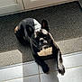 Doogy participe au concours pour gagner de l'argent avec cette photo : dog, french_bulldog, black_and_white, pet, indoor, sunlight, shadow, striped_rug, tile_floor, relaxing, laying_down, ears_up, looking_up, domestic_animal, animal, canine, companion, household, cute, calm