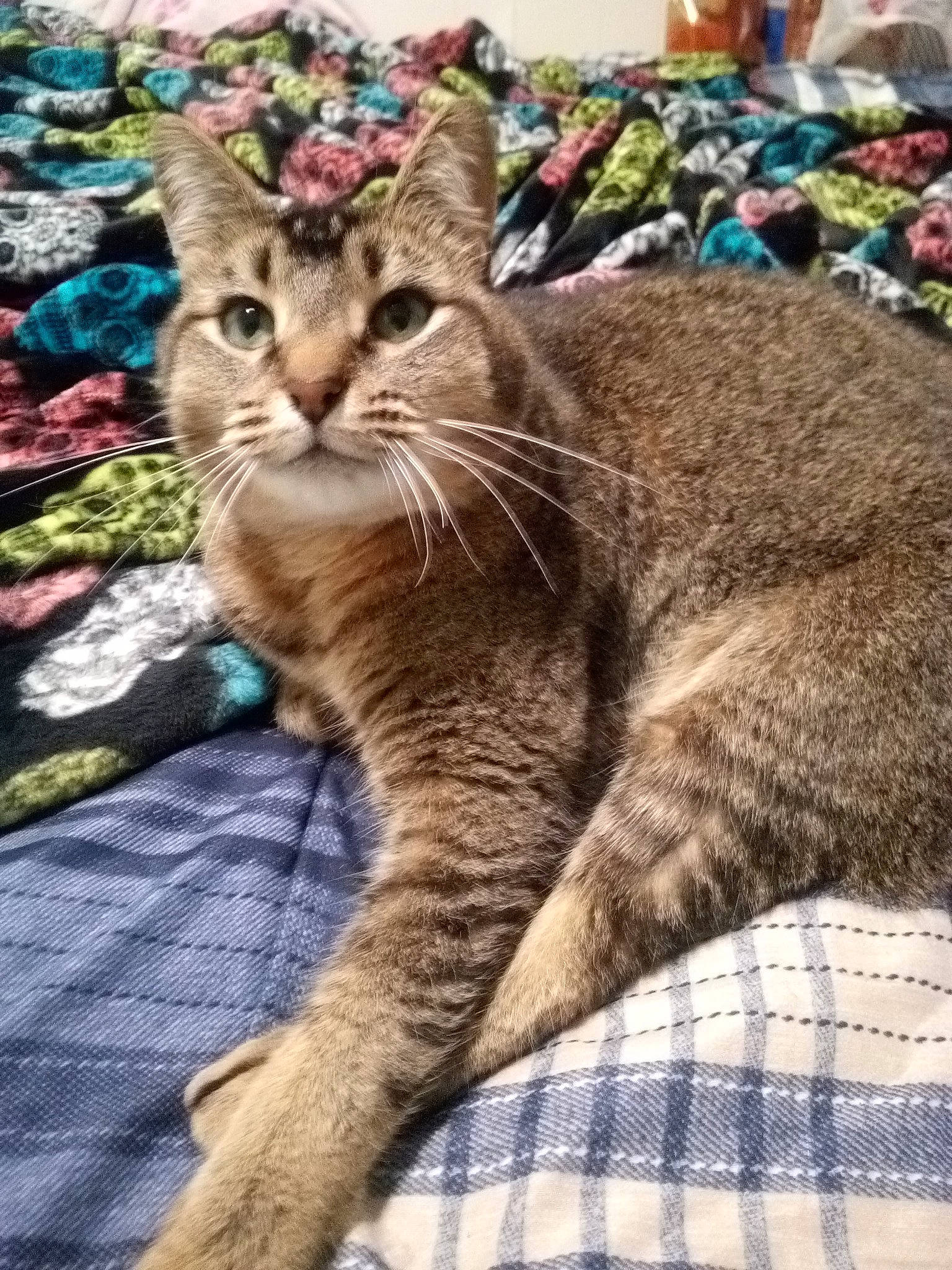 Sanford joined the competition — help win amazing prizes! aegean_cat, arabian_mau, asian, california_spangled, carnivore, cat, chausie, domestic_short_haired_cat, dragon_li, european_shorthair, felidae, kitten, mammal, pixie_bob, small_to_medium_sized_cats, snout, tabby_cat, vertebrate, whiskers, wild_cat