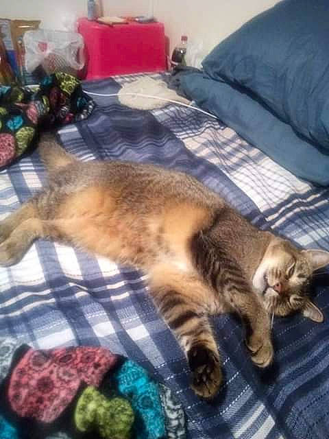 Sanford is registered to the contest to win money with this photo: abyssinian, carnivore, cat, chausie, domestic_short_haired_cat, european_shorthair, fawn, felidae, kitten, nap, pixie_bob, sleep, small_to_medium_sized_cats, tabby_cat, tail, whiskers