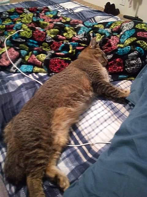 Sanford is registered to the contest to win money with this photo: california_spangled, carnivore, cat, domestic_short_haired_cat, european_shorthair, felidae, fur, kitten, pixie_bob, small_to_medium_sized_cats, tabby_cat, tail, whiskers, wild_cat