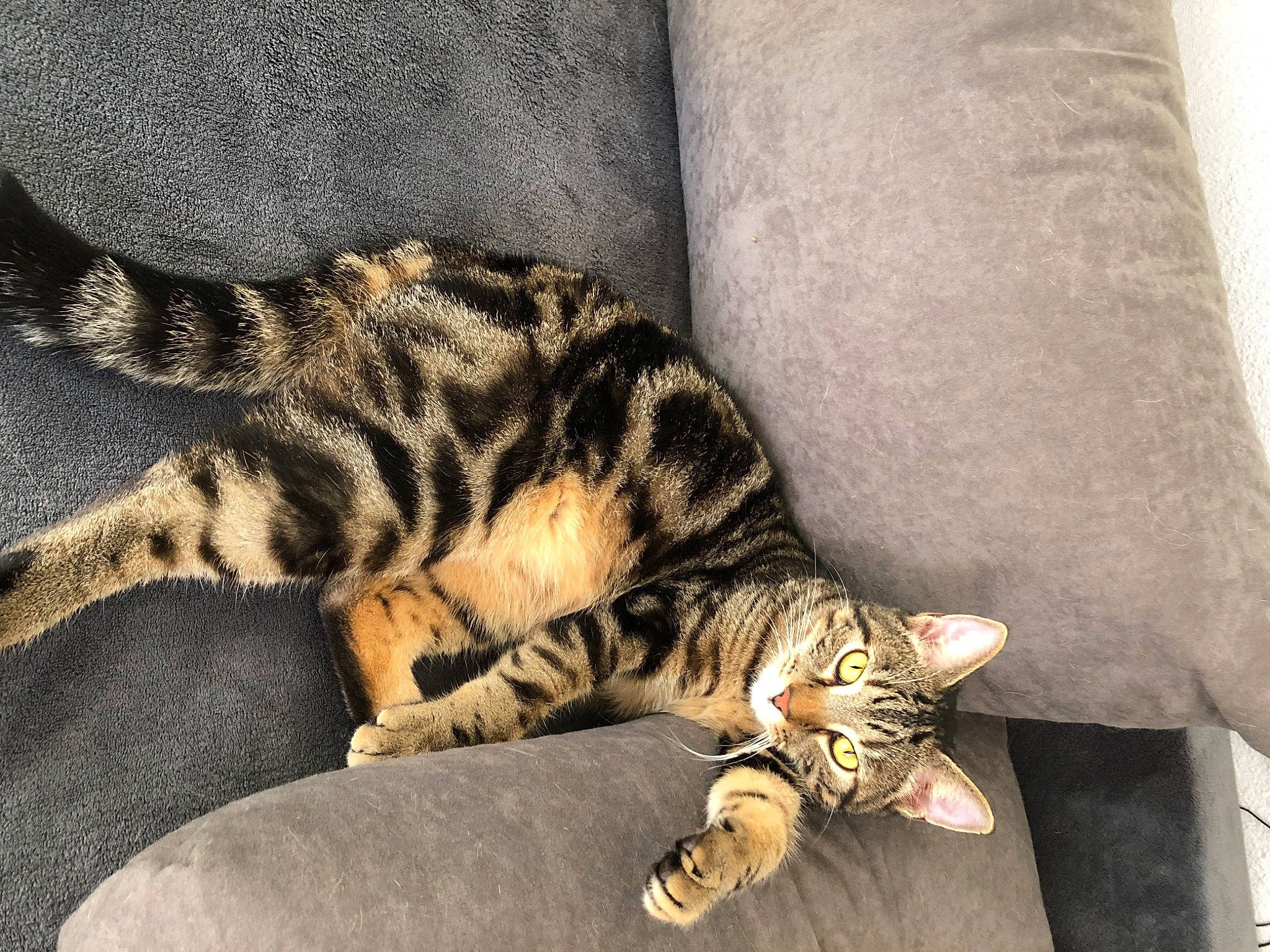 Mickey participe au concours pour gagner de l'argent avec cette photo : carnivore, cat, claw, comfort, domestic_short_haired_cat, felidae, foot, fur, nap, paw, pillow, sitting, small_to_medium_sized_cats, snout, tail, terrestrial_animal, whiskers, wildlife, wood