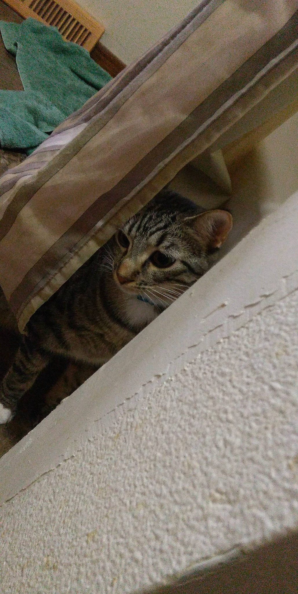 Sneakers is registered to the contest to win money with this photo: automotive_tire, brown, carnivore, cat, cat_supply, comfort, door, felidae, flooring, fur, linens, pattern, room, small_to_medium_sized_cats, terrestrial_animal, whiskers, wildlife, wood