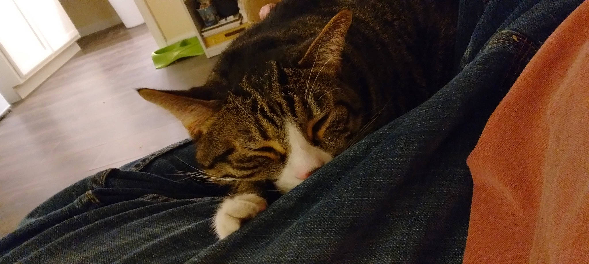 Boots joined the competition — help win amazing prizes! carnivore, cat, cat_supply, comfort, domestic_short_haired_cat, felidae, flooring, fur, grey, linens, nap, paw, room, sitting, small_to_medium_sized_cats, snout, tail, terrestrial_animal, textile, whiskers