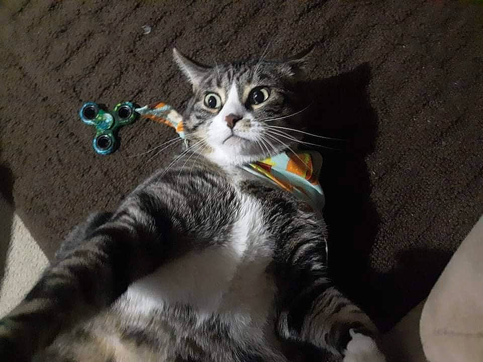 Boots is registered to the contest to win money with this photo: carnivore, cat, cat_toy, claw, comfort, domestic_short_haired_cat, felidae, fur, gesture, grey, lap, paw, sitting, small_to_medium_sized_cats, snout, tail, whiskers