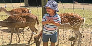 Nolan a rejoint le concours — aidez-le/la à gagner de superbes lots ! child, toddler, hat, bucket_hat, striped_shirt, shorts, sandals, deer, fence, grass, dirt, sunny, outdoor, animals, nature, park, smiling, daylight, trees, enclosure