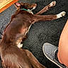 Bandit is registered to the contest to win money with this photo: dog, brown_dog, sleeping, carpet, indoor, paw, collar, shoe, leg, relaxed, resting, furry, pet, animal, floor, cozy, domestic, companion, side_view, casual
