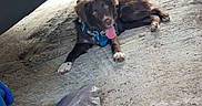 Bandit joined the competition — help win amazing prizes! dog, canine, blue_harness, red_vehicle, garage, concrete_floor, jack_stand, box, tool, outdoor, sunlight, shade, tongue_out, pet, animal, resting, equipment, tire, reflection, greenery