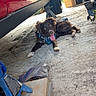 dog, canine, blue_harness, red_vehicle, garage, concrete_floor, jack_stand, box, tool, outdoor, sunlight, shade, tongue_out, pet, animal, resting, equipment, tire, reflection, greenery