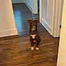 dog, puppy, brown_dog, white_paws, wooden_floor, hallway, door, wall, indoor, pet, sitting, attentive, ears_up, flooring, home, collar, young_dog, animal, cute, domestic
