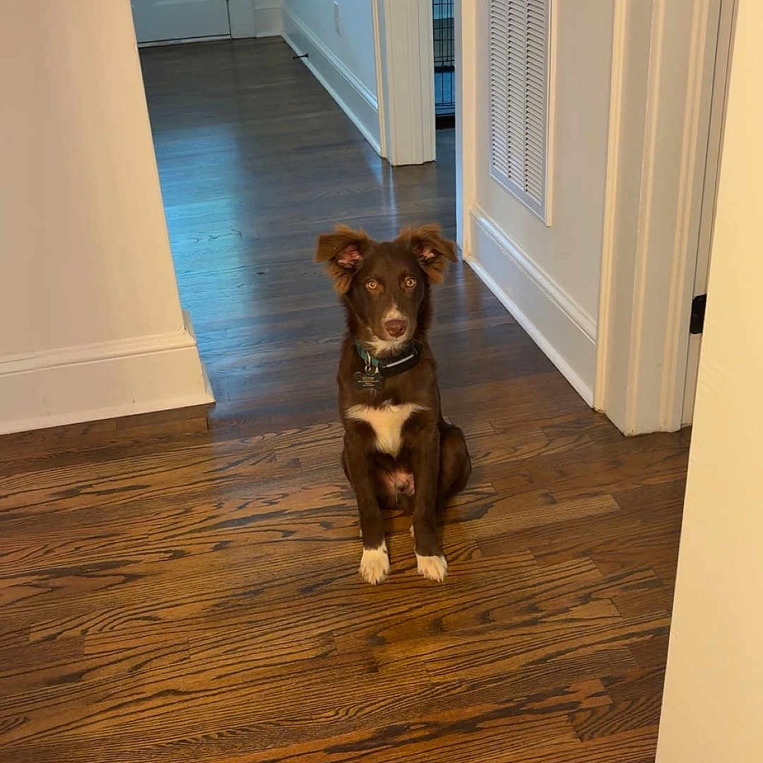 Bandit
