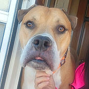 Hemi is registered to the contest to win money with this photo: dog, pet, animal, closeup, face, brown, white, collar, indoor, person, hand, jacket, pink, doorway, window, light, expression, portrait, muzzle, canine