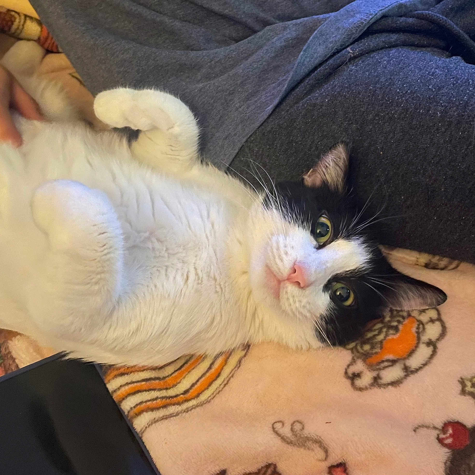 Lola joined the competition — help win amazing prizes! animal, black_and_white, blanket, calm, cat, close_up, comfort, cozy, cute, domestic, fur, human_hand, indoor, lying_down, pattern, pet, relaxed, resting, soft_texture, whiskers