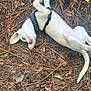 animal, canine, dirt, dog, ears, forest_floor, fur, harness, lying_down, nature, outdoor, pet, pine_needles, playful, puppy, relaxed, tail, white_dog, wildlife, young_dog