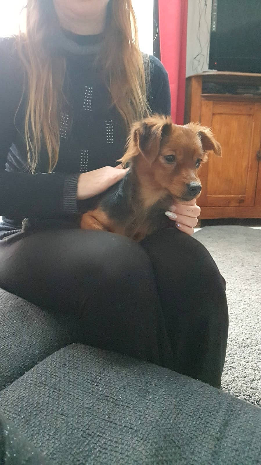 Ruby a rejoint le concours — aidez-le/la à gagner de superbes lots ! blond, cabinetry, carnivore, comfort, companion_dog, dog, dog_breed, fawn, floor, flooring, fur, happy, human_leg, knee, lap, sitting, snout, sporting_group, television, thigh