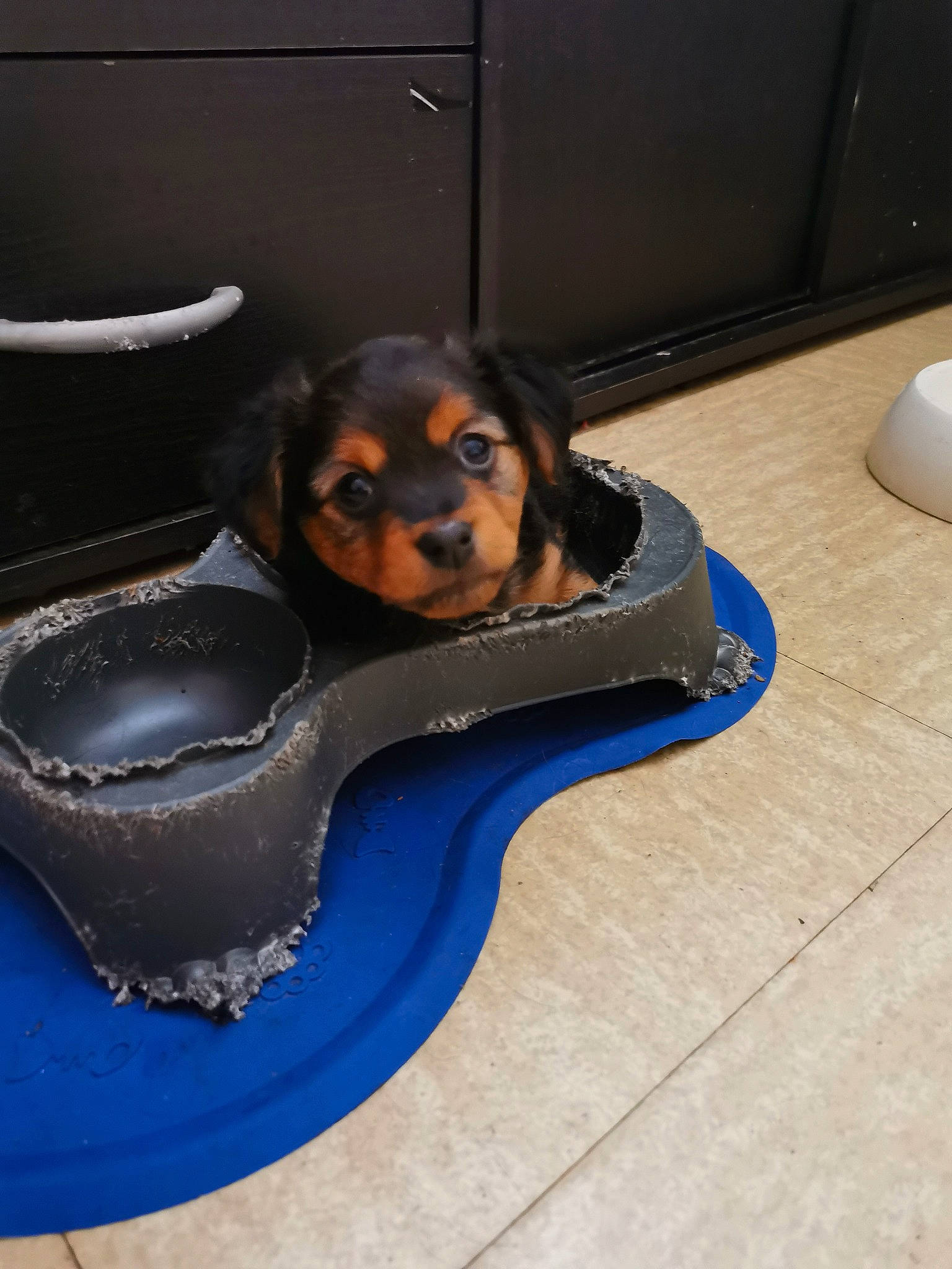 Ruby a rejoint le concours — aidez-le/la à gagner de superbes lots ! canidae, carnivore, comfort, companion_dog, cuisine, dog, dog_breed, dog_supply, flooring, guard_dog, hardwood, ingredient, metal, pet_supply, recipe, serveware, snout, sporting_group, toy_dog, working_animal