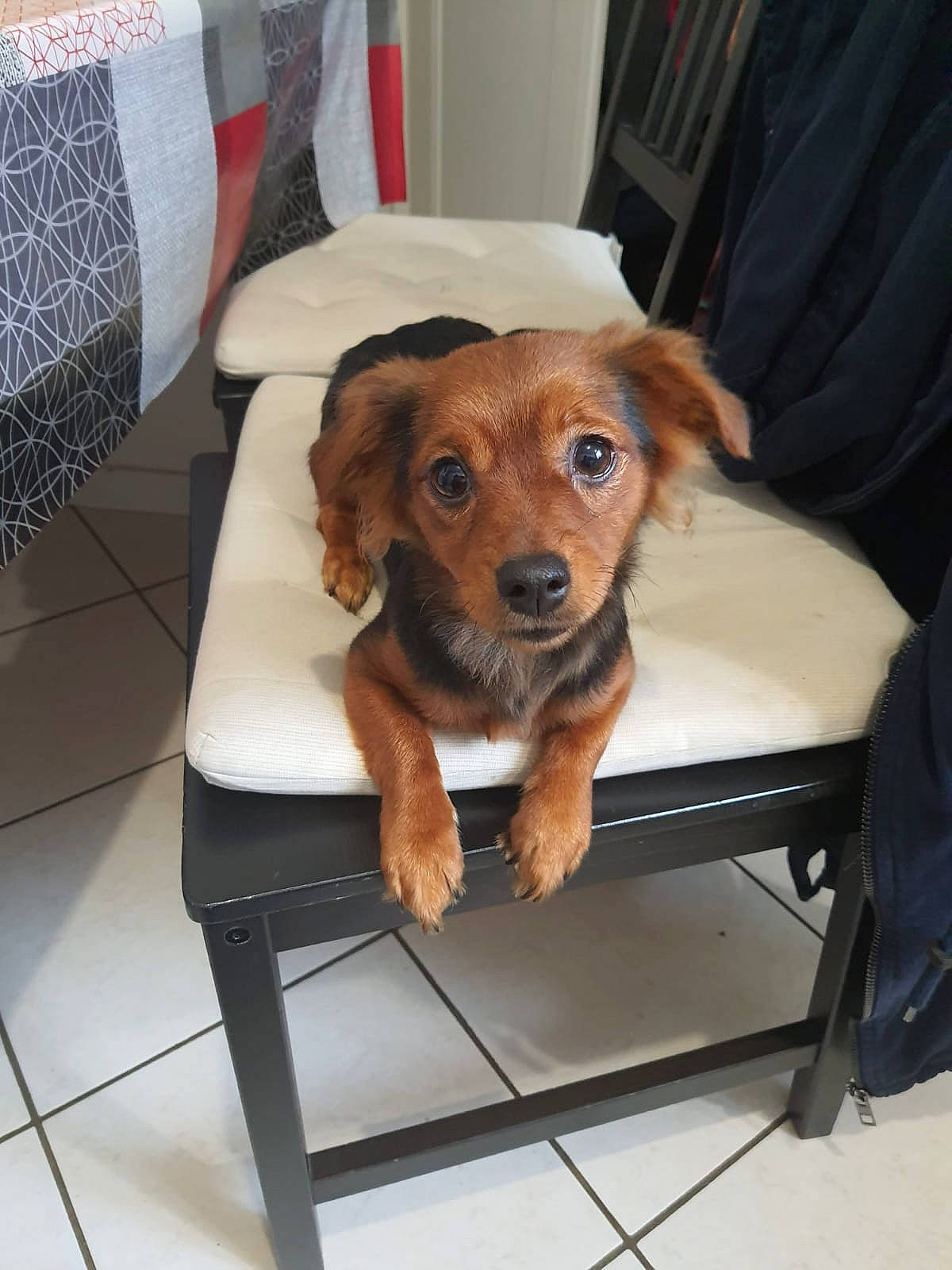 Ruby a rejoint le concours — aidez-le/la à gagner de superbes lots ! canidae, carnivore, chair, collar, comfort, companion_dog, dog, dog_breed, dog_supply, fawn, flooring, fur, furniture, liver, pet_supply, snout, sporting_group, toy_dog, whiskers, working_animal