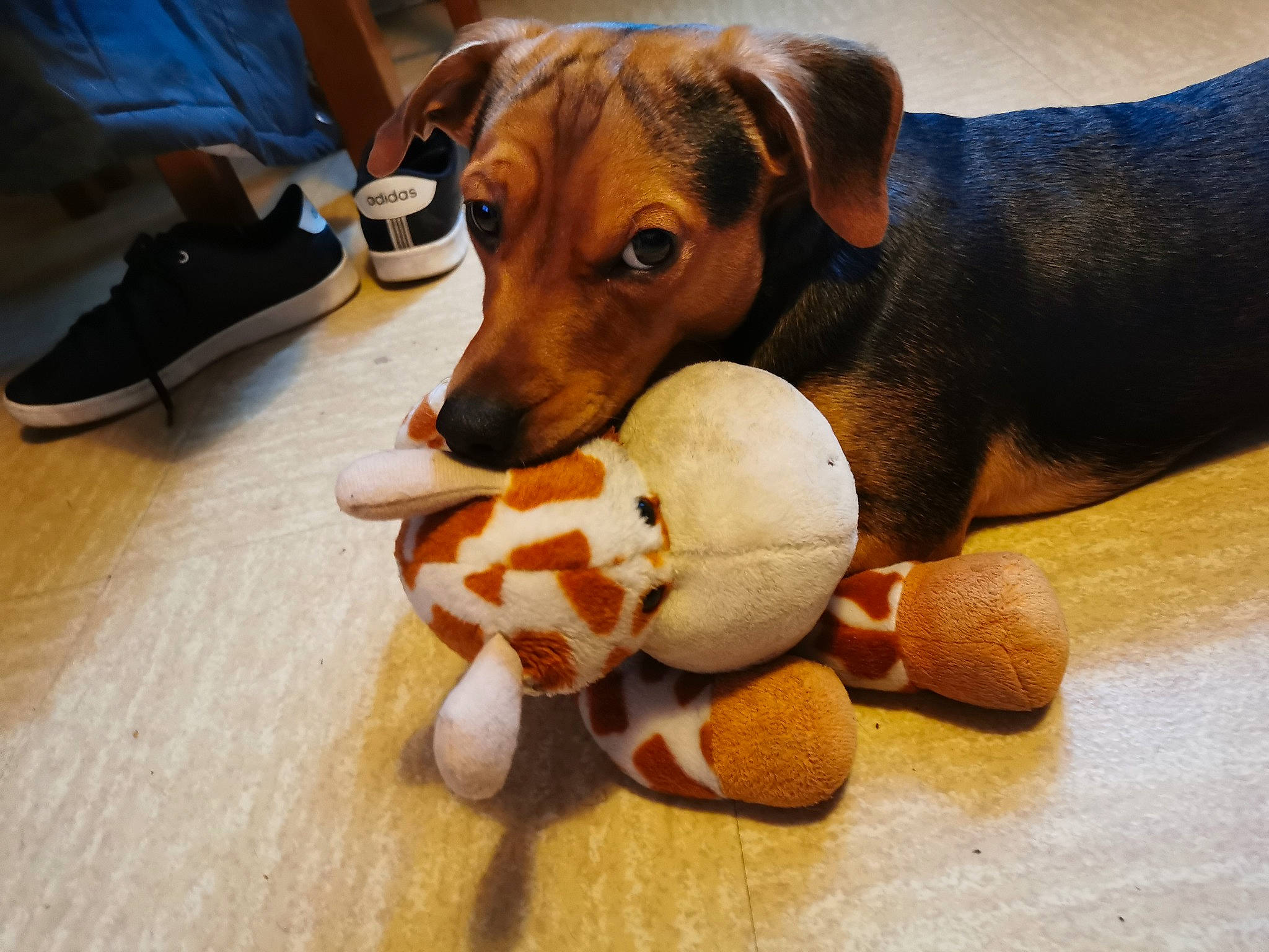 Youki a rejoint le concours — aidez-le/la à gagner de superbes lots ! carnivore, comfort, companion_dog, dog, dog_bed, dog_breed, dog_supply, dog_toy, fawn, flooring, liver, paw, pet_supply, scent_hound, snout, sporting_group, stuffed_toy, toy, wood, working_animal