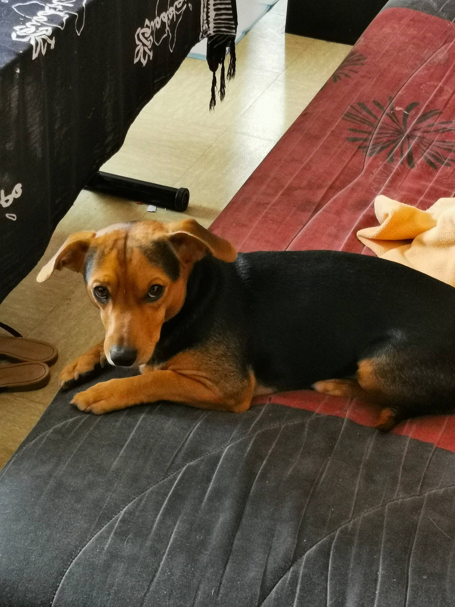 Youki participe au concours pour gagner de l'argent avec cette photo : canidae, carnivore, chair, comfort, companion_dog, dog, dog_breed, dog_supply, fawn, flooring, fur, hardwood, hound, pet_supply, scent_hound, snout, sporting_group, tail, wood, working_animal