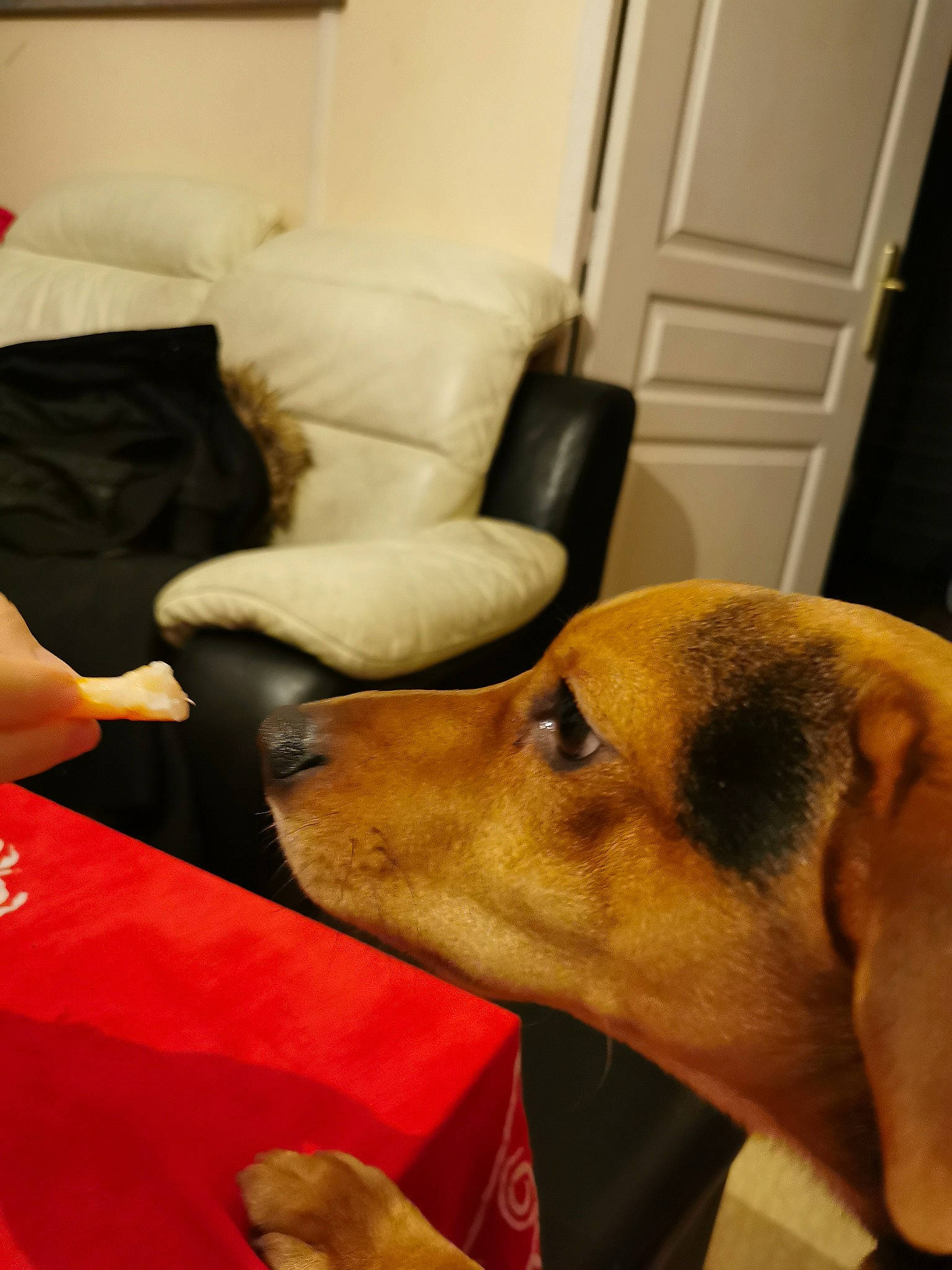 Youki participe au concours pour gagner de l'argent avec cette photo : carnivore, chair, comfort, companion_dog, couch, dog, dog_breed, door, ear, fawn, flooring, fur, furniture, polish_greyhound, sighthound, snout, sporting_group, whiskers, wood, working_animal