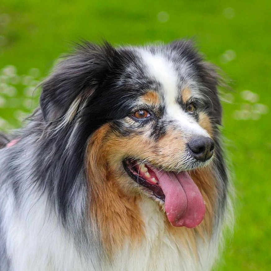 Ruby a rejoint le concours — aidez-le/la à gagner de superbes lots ! animal, ball, canine, cockerspaniel, collie, dog, eskimodog, football, grass, hound, lawn, papillon, pet, plant, puppy, soccer, soccerball, sport
