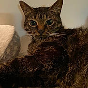 Callie joined the competition — help win amazing prizes! cat, tabby_cat, feline, pet, animal, fur, whiskers, closeup, relaxed, indoor, soft, texture, green_eyes, laying, resting, comfort, cozy, portrait, mammal, domestic_animal