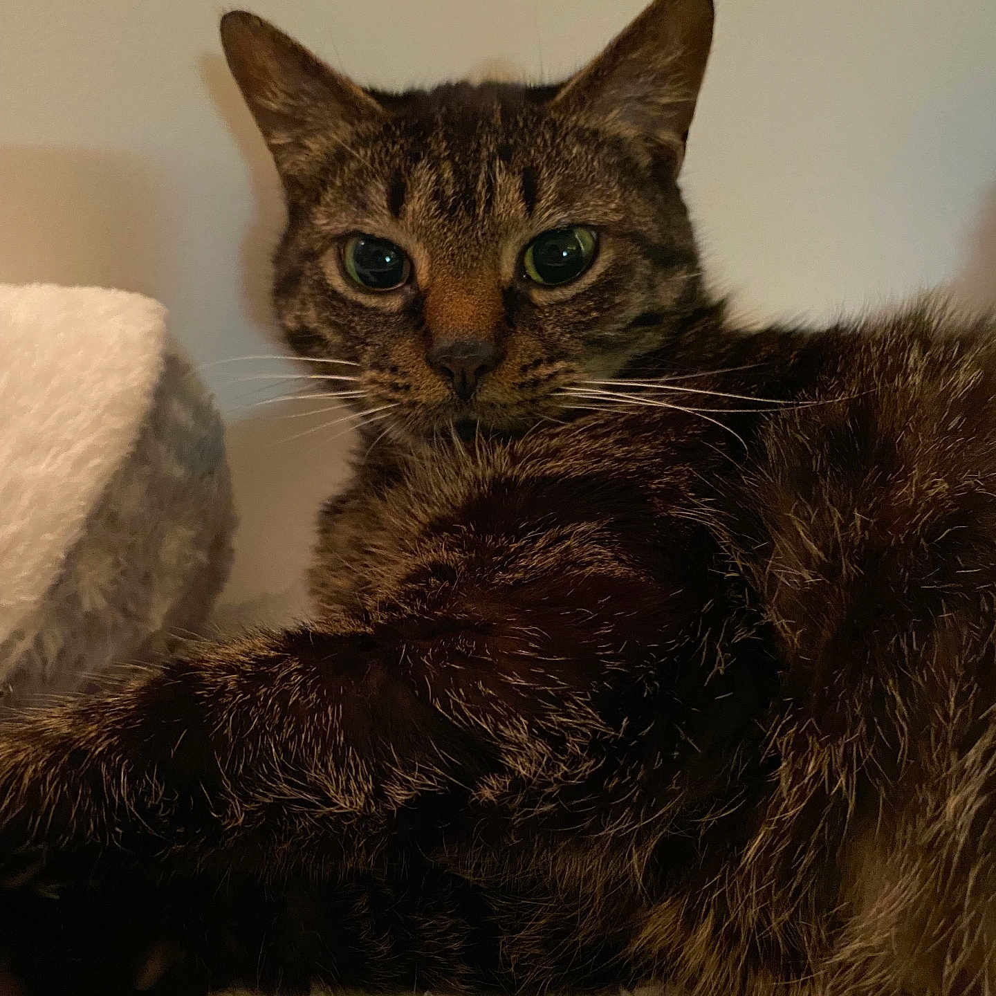 Callie joined the competition — help win amazing prizes! animal, cat, closeup, comfort, cozy, domestic_animal, feline, fur, green_eyes, indoor, laying, mammal, pet, portrait, relaxed, resting, soft, tabby_cat, texture, whiskers