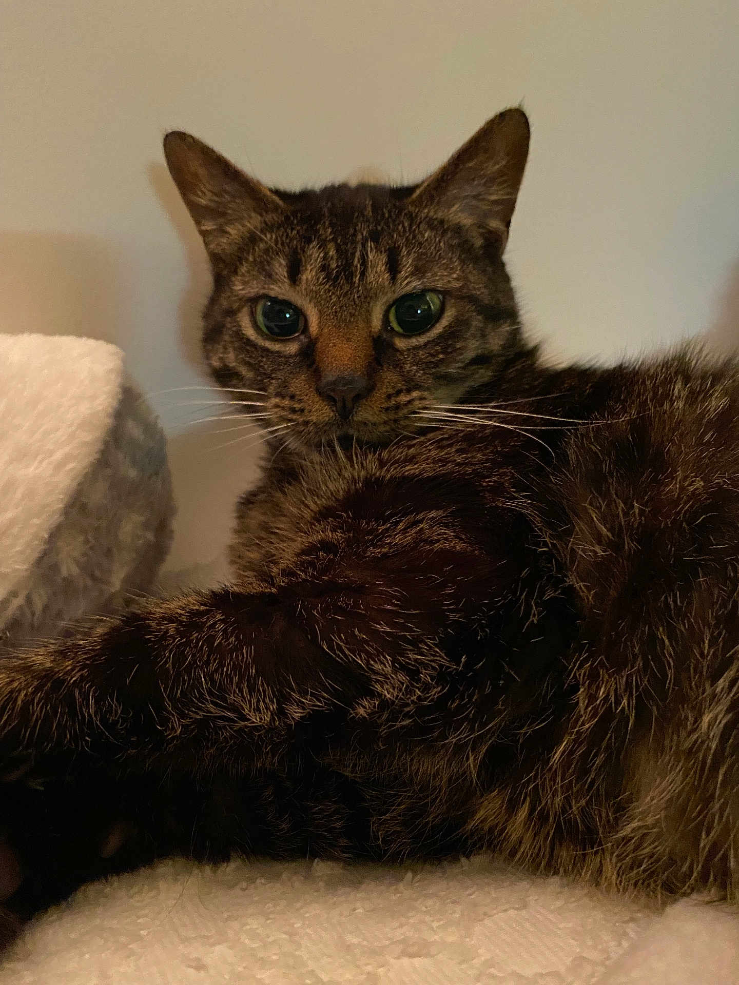 Callie joined the competition — help win amazing prizes! cat, tabby_cat, feline, pet, animal, fur, whiskers, closeup, relaxed, indoor, soft, texture, green_eyes, laying, resting, comfort, cozy, portrait, mammal, domestic_animal