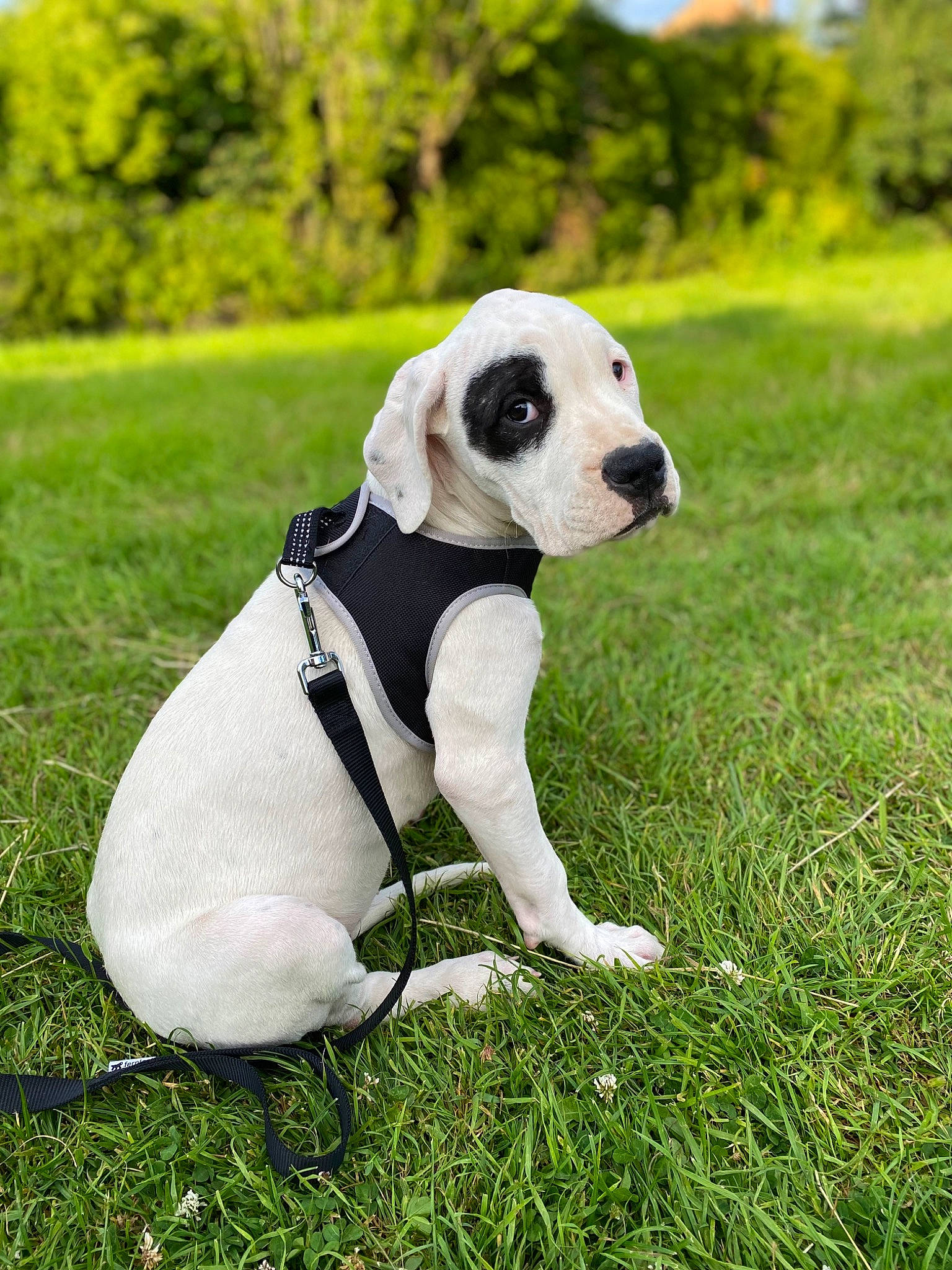 Tess participe au concours pour gagner de l'argent avec cette photo : ball, canidae, carnivore, collar, companion_dog, dog, dog_breed, dog_collar, dog_supply, fawn, grass, pet_supply, plant, sky, snout, sporting_group, sports_equipment, toy, tree, working_animal