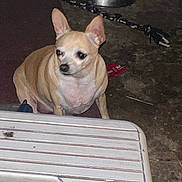 Honey joined the competition — help win amazing prizes! dog, chihuahua, small_dog, pet, indoor, sitting, beige_fur, plastic_table, food_bowl, chew_toy, leash, concrete_floor, rug, flash_photography, red_eye, toy, home_interior, looking_away, portrait, companion