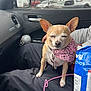 Honey joined the competition — help win amazing prizes! chihuahua, dog, small_dog, pink_bandana, bandana, collar, pet_tag, sitting, closed_eyes, cute, car_interior, passenger_lap, bag_of_chips, snack, side_mirror, window, road_outside, center_console, cup, seat