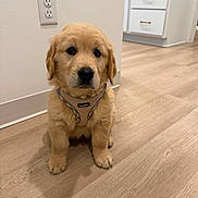 Murphy joined the competition — help win amazing prizes! animal, cabinets, collar, cute, dog, electrical_outlet, floor, fluffy, golden_fur, golden_retriever, harness, home, indoors, kitchen, looking_at_camera, pet, portrait, puppy, sitting, wood_floor
