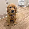 animal, cabinets, collar, cute, dog, electrical_outlet, floor, fluffy, golden_fur, golden_retriever, harness, home, indoors, kitchen, looking_at_camera, pet, portrait, puppy, sitting, wood_floor