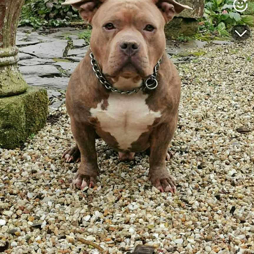 Zagnion a rejoint le concours — aidez-le/la à gagner de superbes lots ! dog, pet, outdoor, garden, pebbles, stone, collar, chain, plant, greenery, moss, animal, sitting, brown, white, portrait, nature, fence, yard, serious