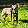dog, canine, grass, outdoor, pet, leash, harness, animal, sunlight, shadow, nature, field, standing, alert, brown_dog, collar, tag, park, summer, daytime