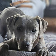 Leo is registered to the contest to win money with this photo: dog, bed, couch, indoor, pet, animal, gray_dog, lying_down, relaxed, furniture, blurred_background, three_dogs, canine, domestic_animal, cozy, resting, paw, ear, snout, portrait
