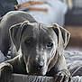 dog, bed, couch, indoor, pet, animal, gray_dog, lying_down, relaxed, furniture, blurred_background, three_dogs, canine, domestic_animal, cozy, resting, paw, ear, snout, portrait