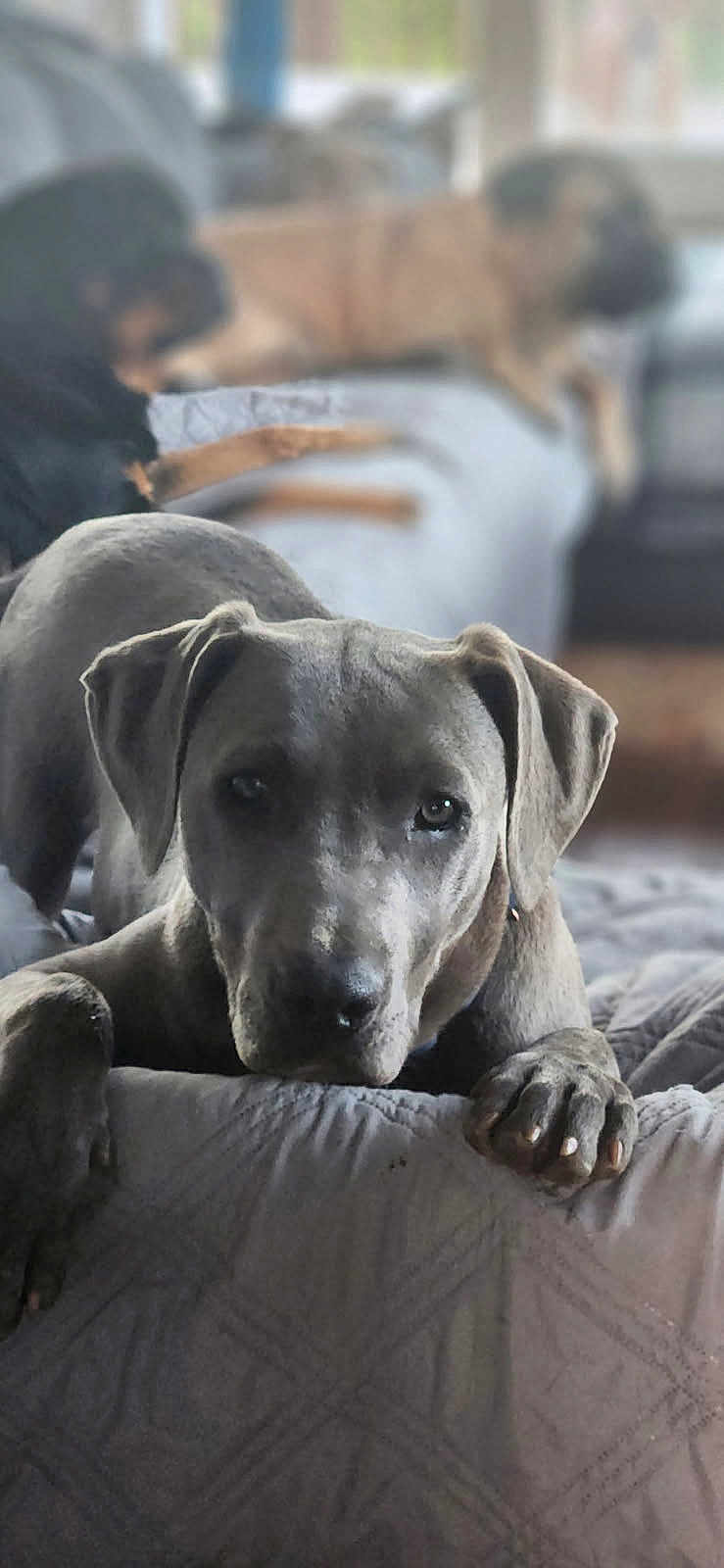Leo is registered to the contest to win money with this photo: dog, bed, couch, indoor, pet, animal, gray_dog, lying_down, relaxed, furniture, blurred_background, three_dogs, canine, domestic_animal, cozy, resting, paw, ear, snout, portrait