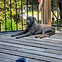 dog, gray_dog, wooden_deck, blue_toy, outdoor, fence, plants, sunlight, garden, pet, relaxed, animal, leisure, summer, shaded, collar, nature, wood, canine, resting