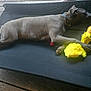 dog, sleeping, toy, plush_toy, yellow_toy, pet_bed, black_bed, wooden_deck, relaxing, canine, collar, paw, napping, indoors, resting, animal, pet, fur, quiet, calm