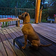 Leo is registered to the contest to win money with this photo: animal, brown_dog, calm, canine, collar, dog, domestic_animal, evening, fence, nature, outdoor, pet_bed, quiet, relaxing, side_view, sitting, trees, twilight, wooden_deck, yard