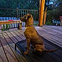 dog, brown_dog, pet_bed, wooden_deck, outdoor, fence, trees, evening, collar, calm, sitting, animal, nature, yard, twilight, relaxing, quiet, canine, domestic_animal, side_view