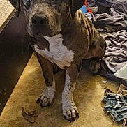 Loki joined the competition — help win amazing prizes! dog, canine, pet, indoor, brown, white, spotted, heterochromia, floor, clothing, shoe, messy_room, sitting, animal, domestic_animal, paw, furniture, fabric, portrait, one_eye_blue