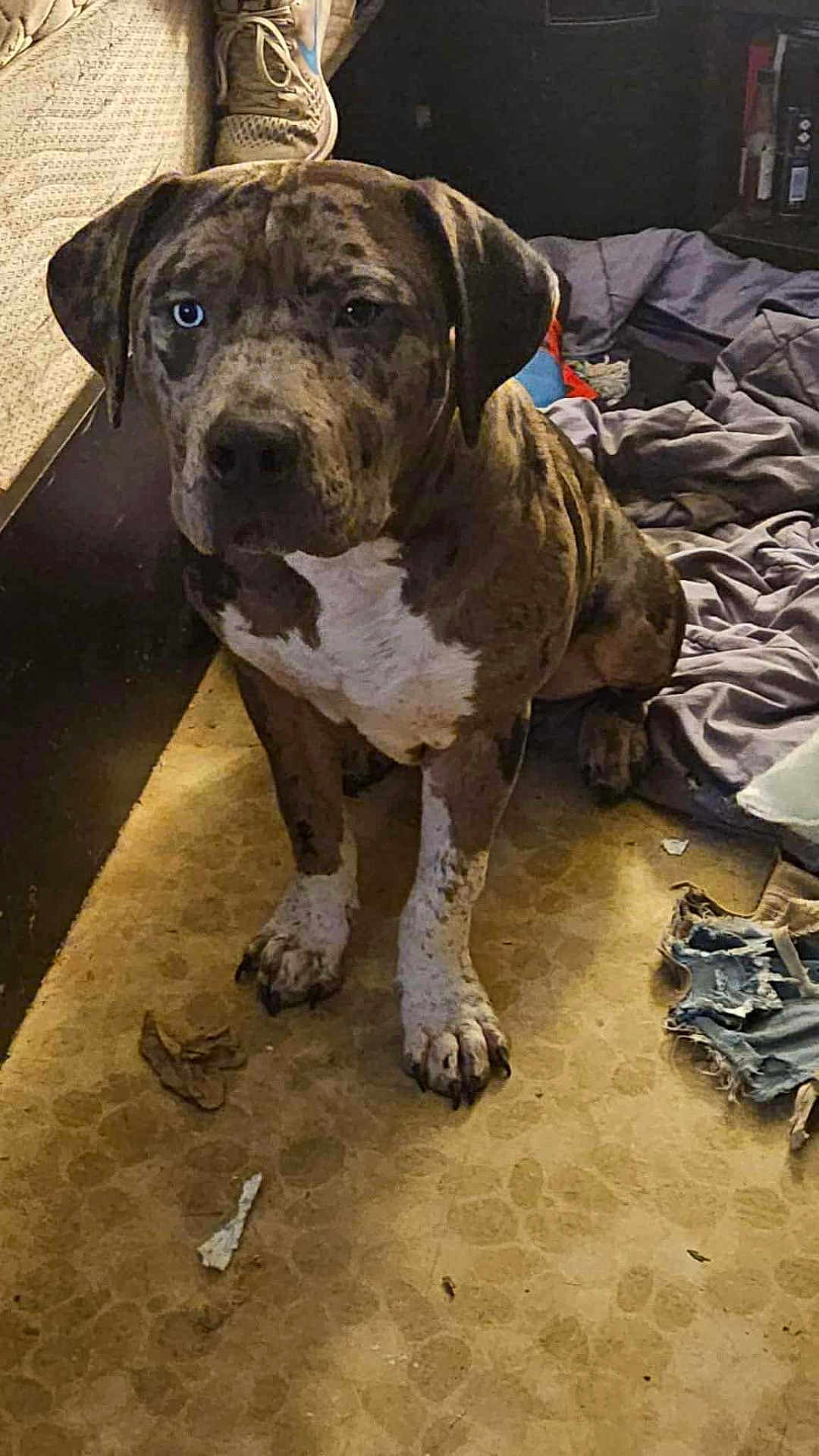 Loki
