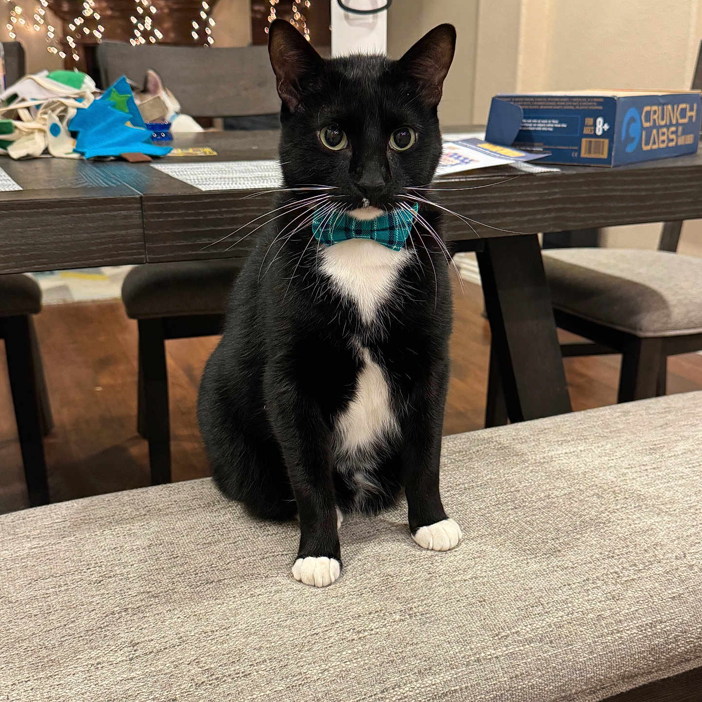 Shadow joined the competition — help win amazing prizes! bench, black_and_white, bow_tie, box, cat, chair, cute, decor, dining_table, domestic_cat, flooring, furniture, holiday_lights, indoor, lights, pet, plaid, tabletop, tuxedo_cat, whiskers
